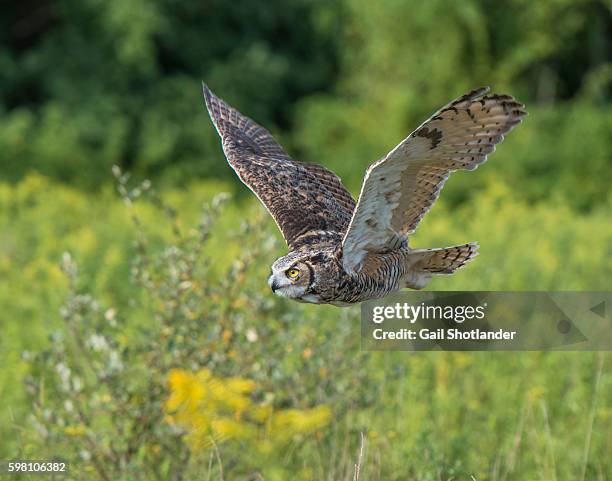 great horned owl flying - ワシミミズク ストックフォトと画像