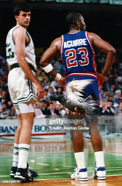 Boston Celtics player Kevin McHale looks at a pigeon who interrupted a playoff game between the Celtics and Detroit Pistons at the Boston Garden in...