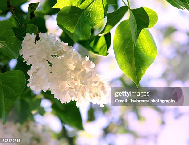 white lilac - white lilac stock pictures, royalty-free photos & images