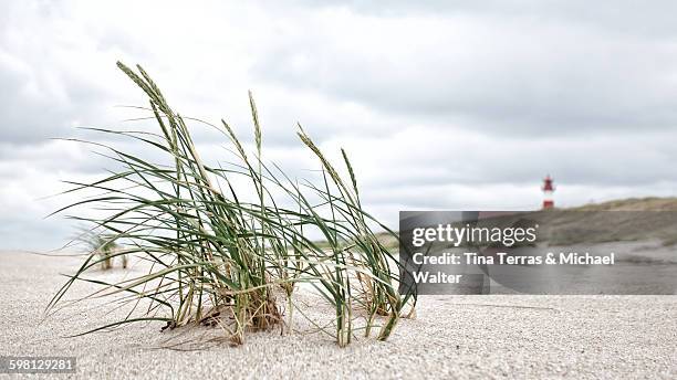 strandhafer und leuchtturm auf sylt - tina terras michael walter stock pictures, royalty-free photos & images