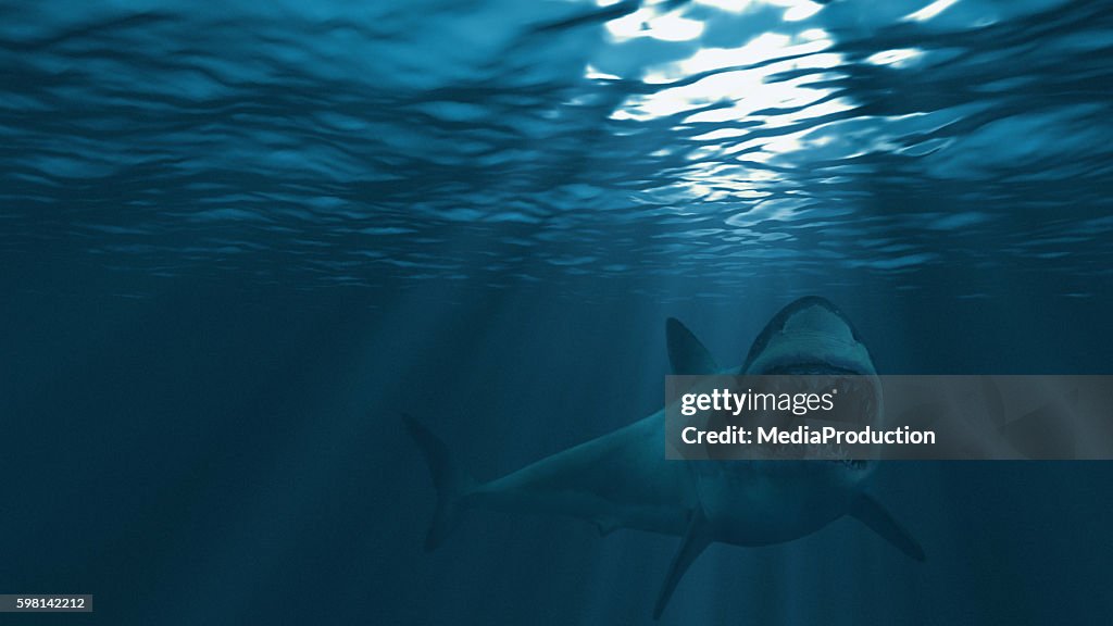 Great white shark, mouth stretched just before attacking