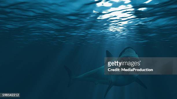great white shark, mouth stretched just before attacking - animal teeth stock pictures, royalty-free photos & images