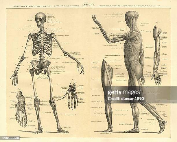 human anatomy skeleton and muscles of the body - limb body part stock illustrations