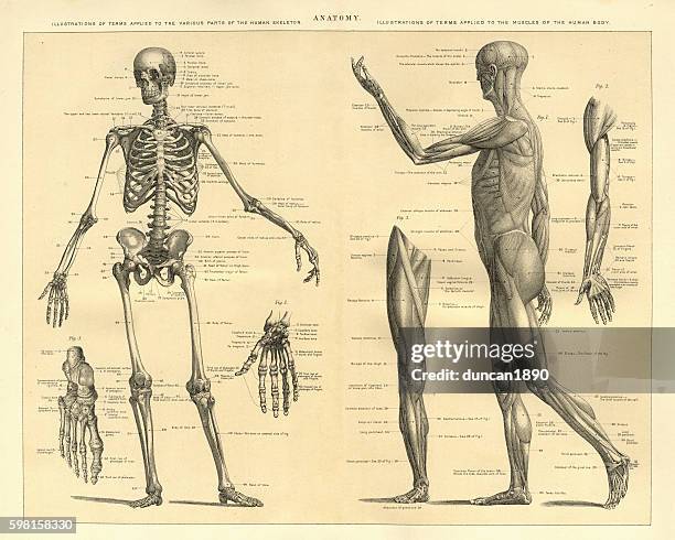 human anatomy skeleton and muscles of the body - medical diagram stock illustrations