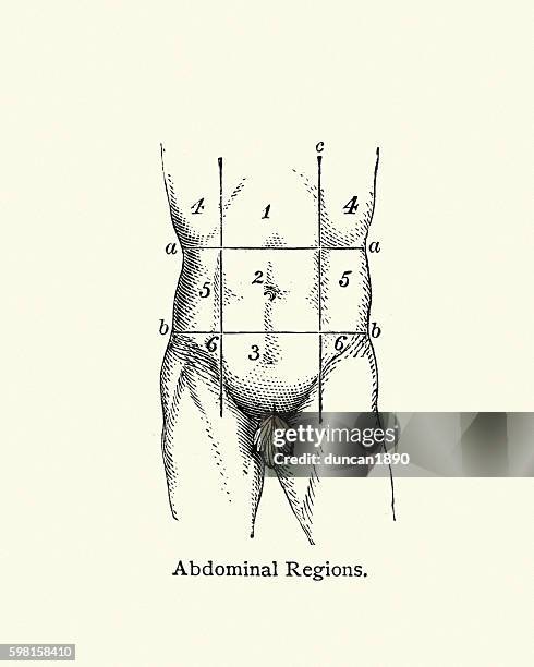 human anatomy abdominal regions - anatomy charts stock illustrations