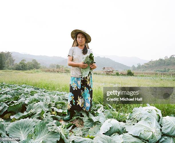 thai woman harvesting cabbages - starving woman stock pictures, royalty-free photos & images