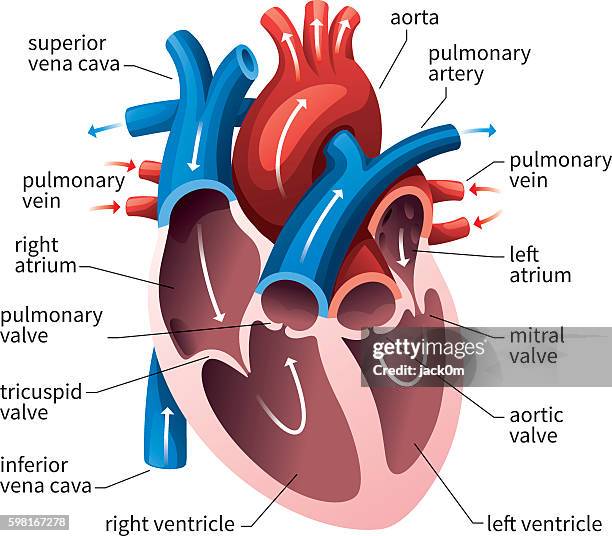 human heart circulatory system - herz querschnitt stock-grafiken, -clipart, -cartoons und -symbole
