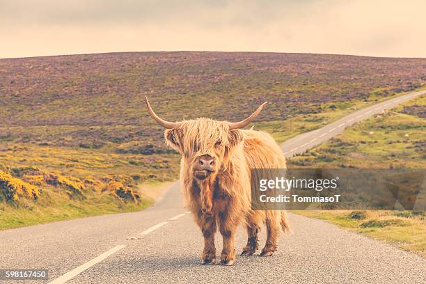 ganado solitario de las tierras altas en un camino rural - toro animal fotografías e imágenes de stock