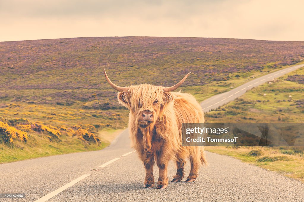 Lonely highland cattle on a country road