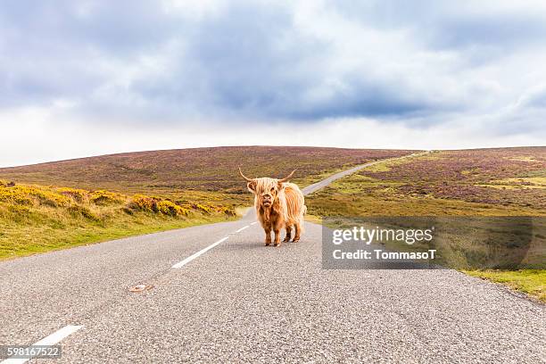 route à péage avec une vache géante des hautes terres comme percepteur de péage - highland cow photos et images de collection