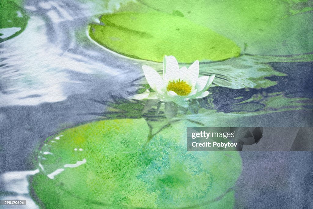Watercolor white water lily