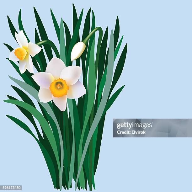 Fleurs De Narcisse Avec Feuilles Et Bourgeons Illustration - Getty Images