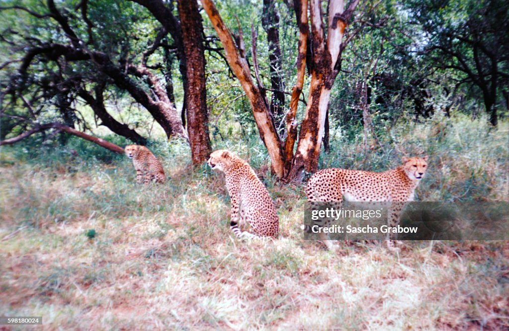 Serengeti Cheetah Family