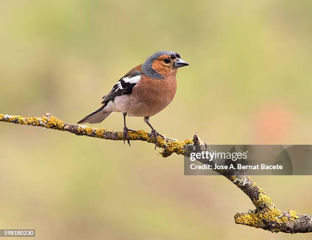 european chaffinch , male chaffinch bird species , (fringilla coelebs ), spain. - portrait lachen stock pictures, royalty-free photos & images