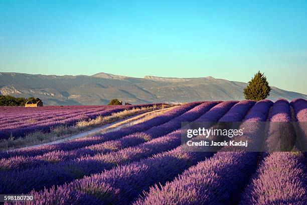 blooming fields of lavender - provence fotografías e imágenes de stock