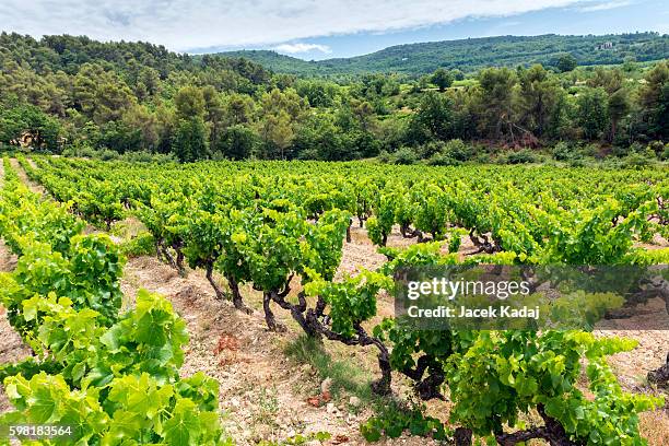 vineyard in var - rhone stock pictures, royalty-free photos & images
