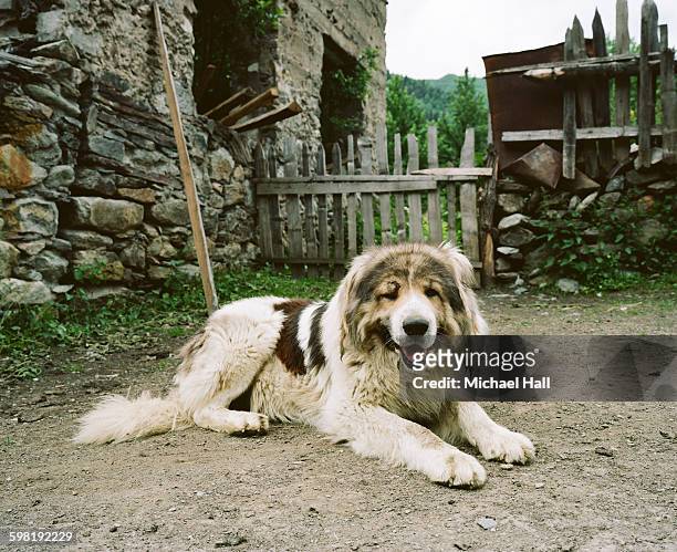 caucasian mountain dog - chien de berger photos et images de collection