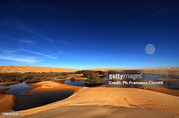 oasis - sahara desert stock pictures, royalty-free photos & images