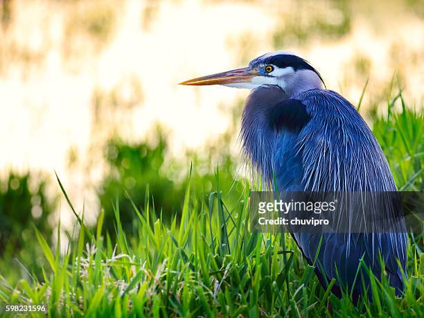 großer blauer reiher (ardea herodias) sitzt in einem see - great blue heron stock-fotos und bilder
