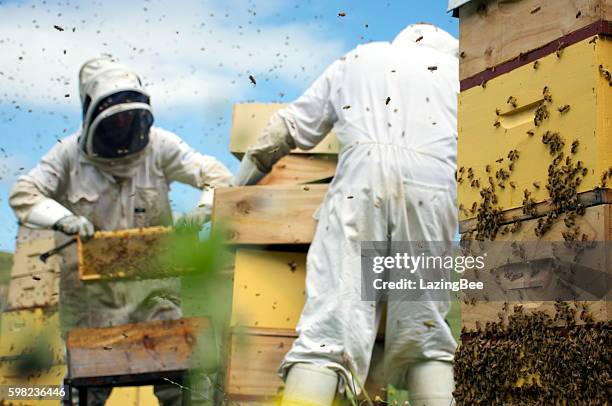 commercial apiarists at work - new zealand rural bildbanksfoton och bilder