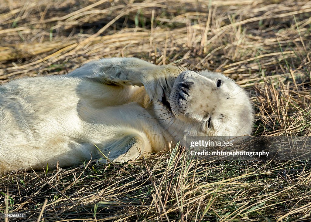 Grey Seal Pup