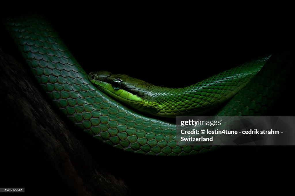 Rough green snake