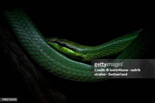 rough green snake - snakeskin stock pictures, royalty-free photos & images