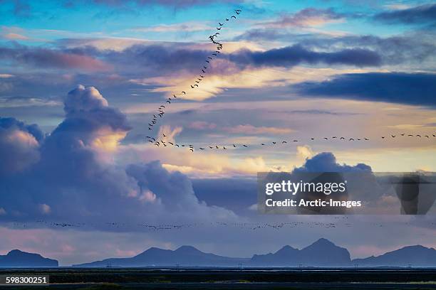 flock of geese over open landscape, iceland - zugvögel stock-fotos und bilder