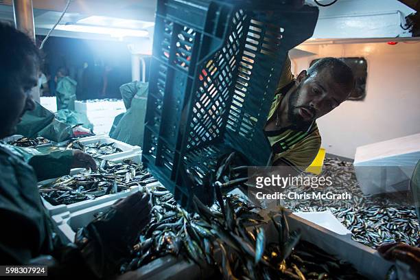 Fishermen load their catch of horse mackerel on a fishing boat in the early hours of the morning on September 1, 2016 in Istanbul, Turkey. September...