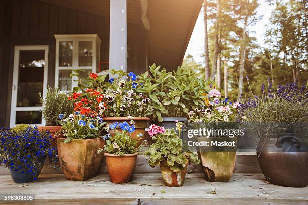 various flower pots at yard - flower pot stockfoto's en -beelden