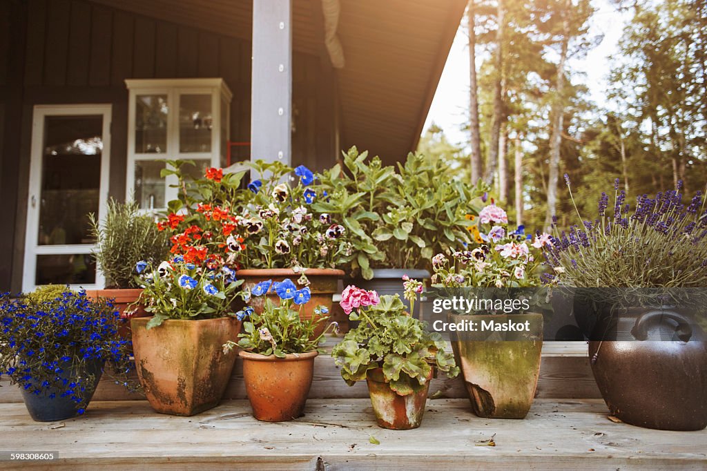 Various flower pots at yard