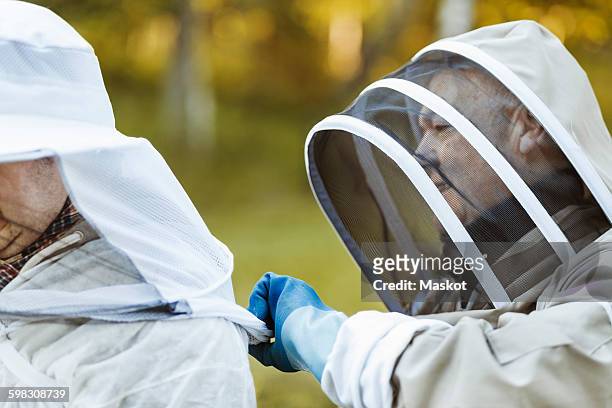 beekeeper assisting colleague in wearing headwear at field - protective sportswear stock pictures, royalty-free photos & images