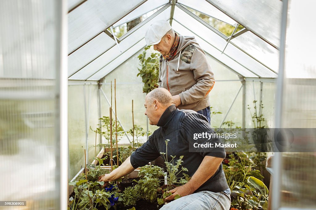 Gay men gardening in small greenhouse