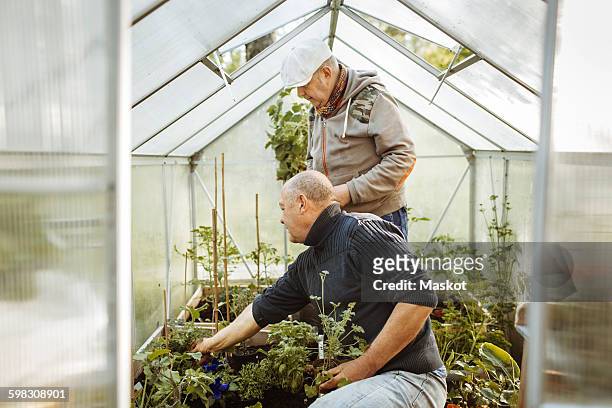 Gay men gardening in small greenhouse