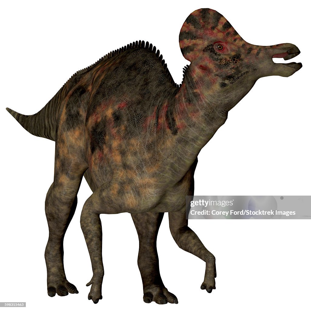 Corythosaurus duck-billed dinosaur.