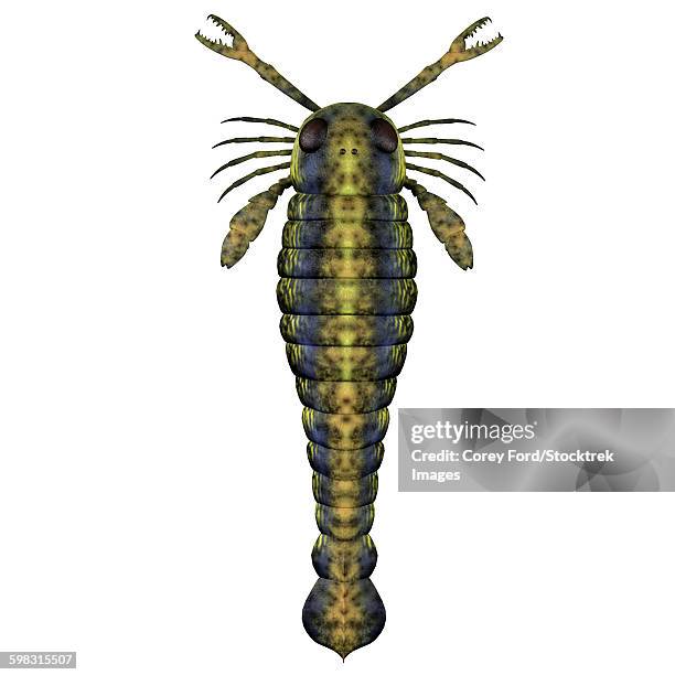 ilustrações de stock, clip art, desenhos animados e ícones de pterygotus sea scorpion from the paleozoic era. - siluriano