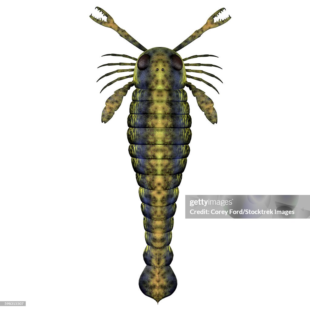 Pterygotus sea scorpion from the Paleozoic Era.