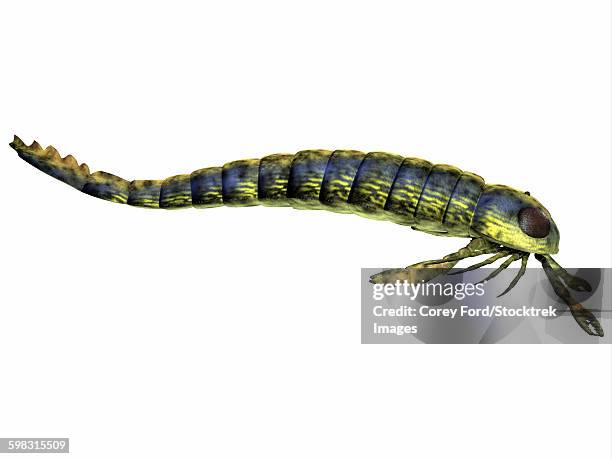 pterygotus sea scorpion from the paleozoic era. - pterygotus stock illustrations