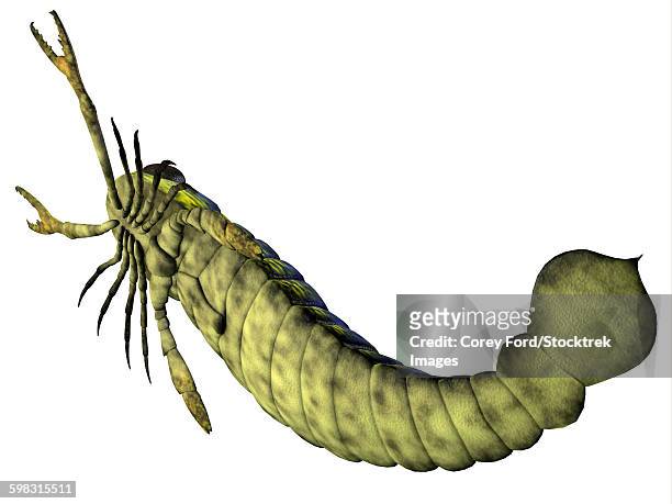 ilustraciones, imágenes clip art, dibujos animados e iconos de stock de pterygotus sea scorpion from the paleozoic era. - silúrico