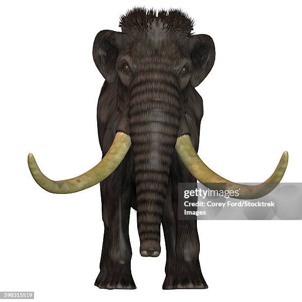 woolly mammoth, front view. - goliath concept stock illustrations