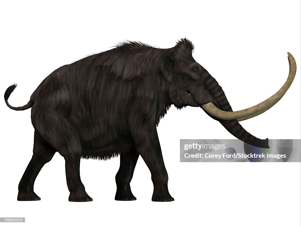 Woolly Mammoth, side view.