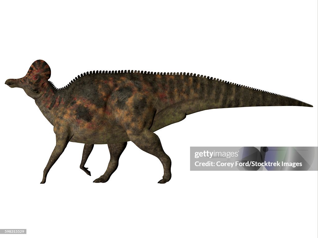 Corythosaurus duck-billed dinosaur.