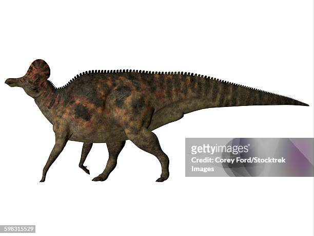 corythosaurus duck-billed dinosaur. - corythosaurus stock illustrations