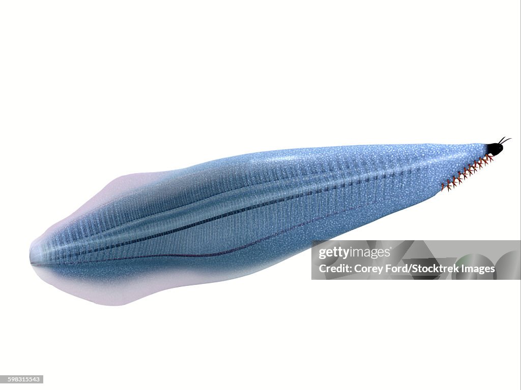 Illustration of a Pikaia.