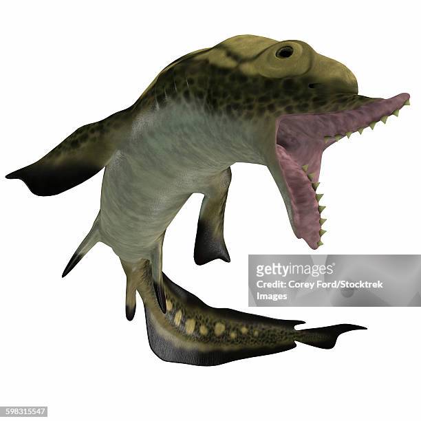 edestus shark of the carboniferous period. - carboniferous stock illustrations