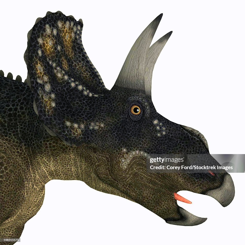 Nedoceratops portrait.
