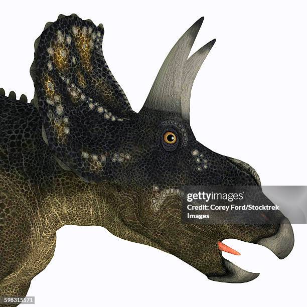 nedoceratops portrait. - diceratops stock illustrations