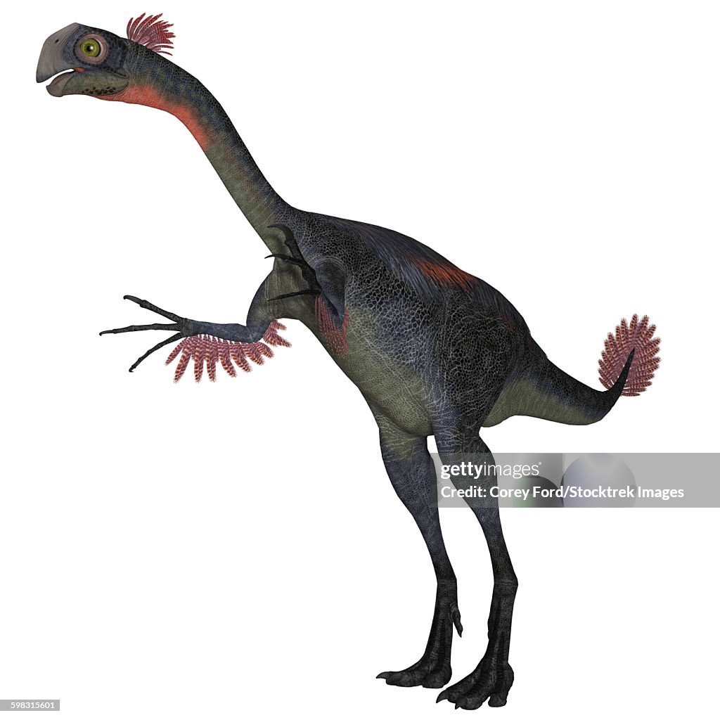 Gigantoraptor dinosaur on white background.