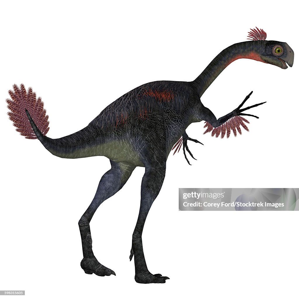 Gigantoraptor dinosaur on white background.