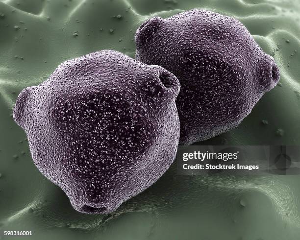 microscopic view of birch tree pollen. - pollen grain stock illustrations